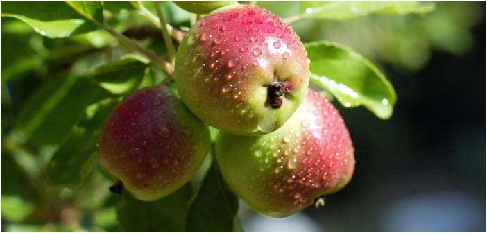 Fruit Trees that Grow In Florida Selecting Fruit Trees to Grow In northwest Florida Grow