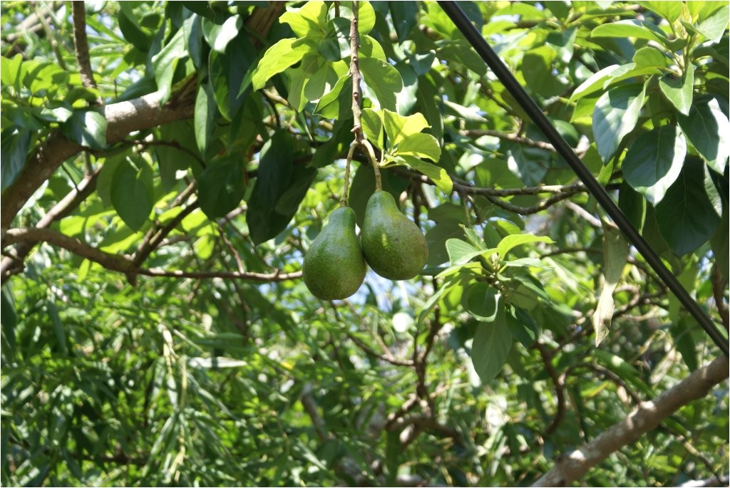 star fruit trees