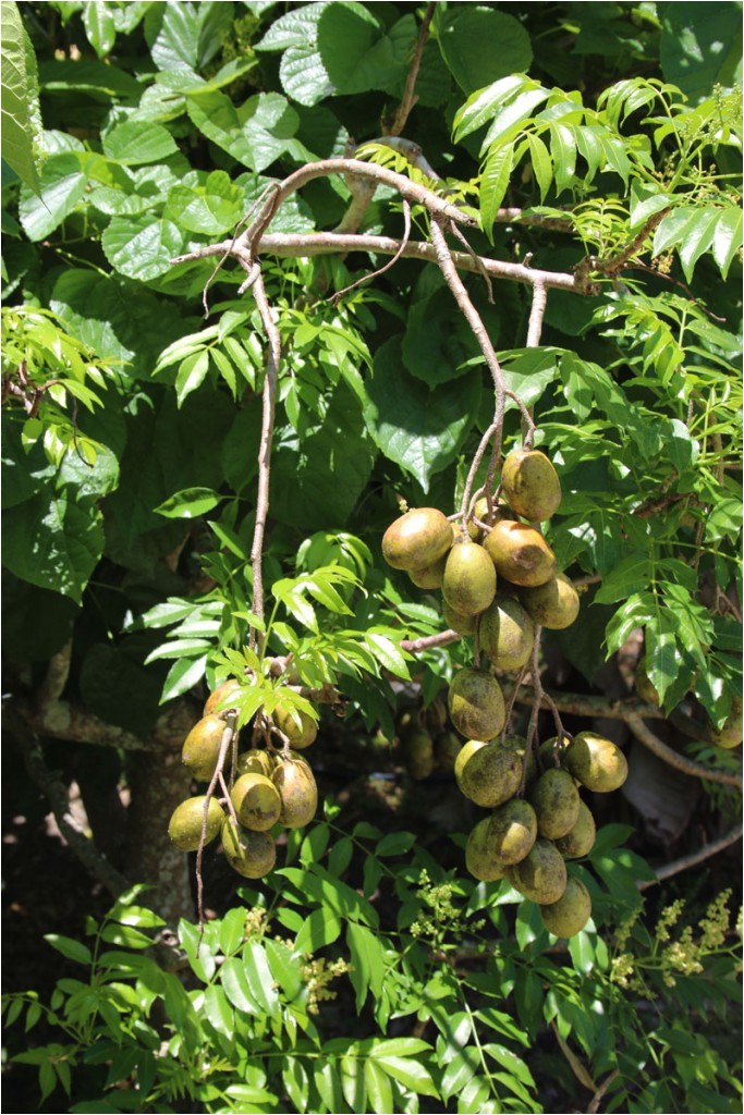 the great south florida food forest project