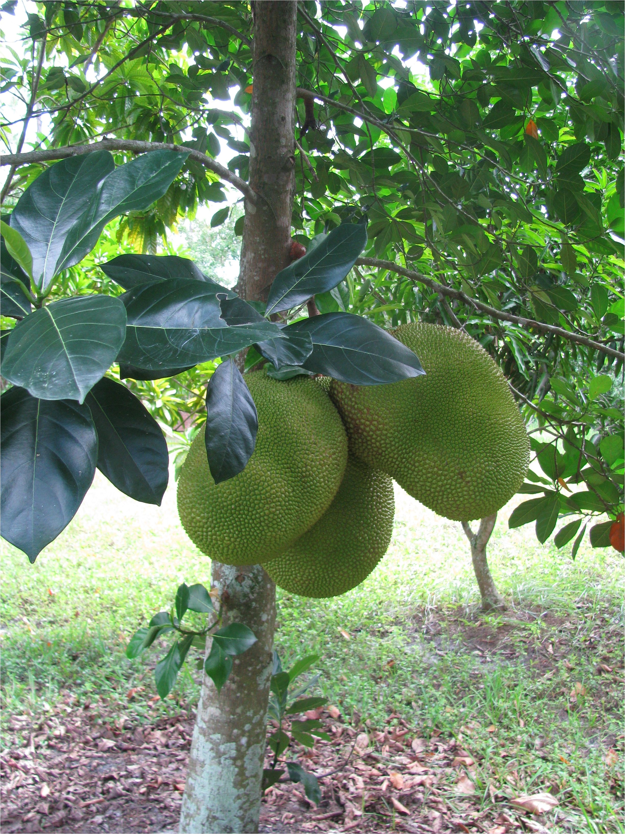 Pictures Of Fruit Trees In Florida - markanthonystudios.net