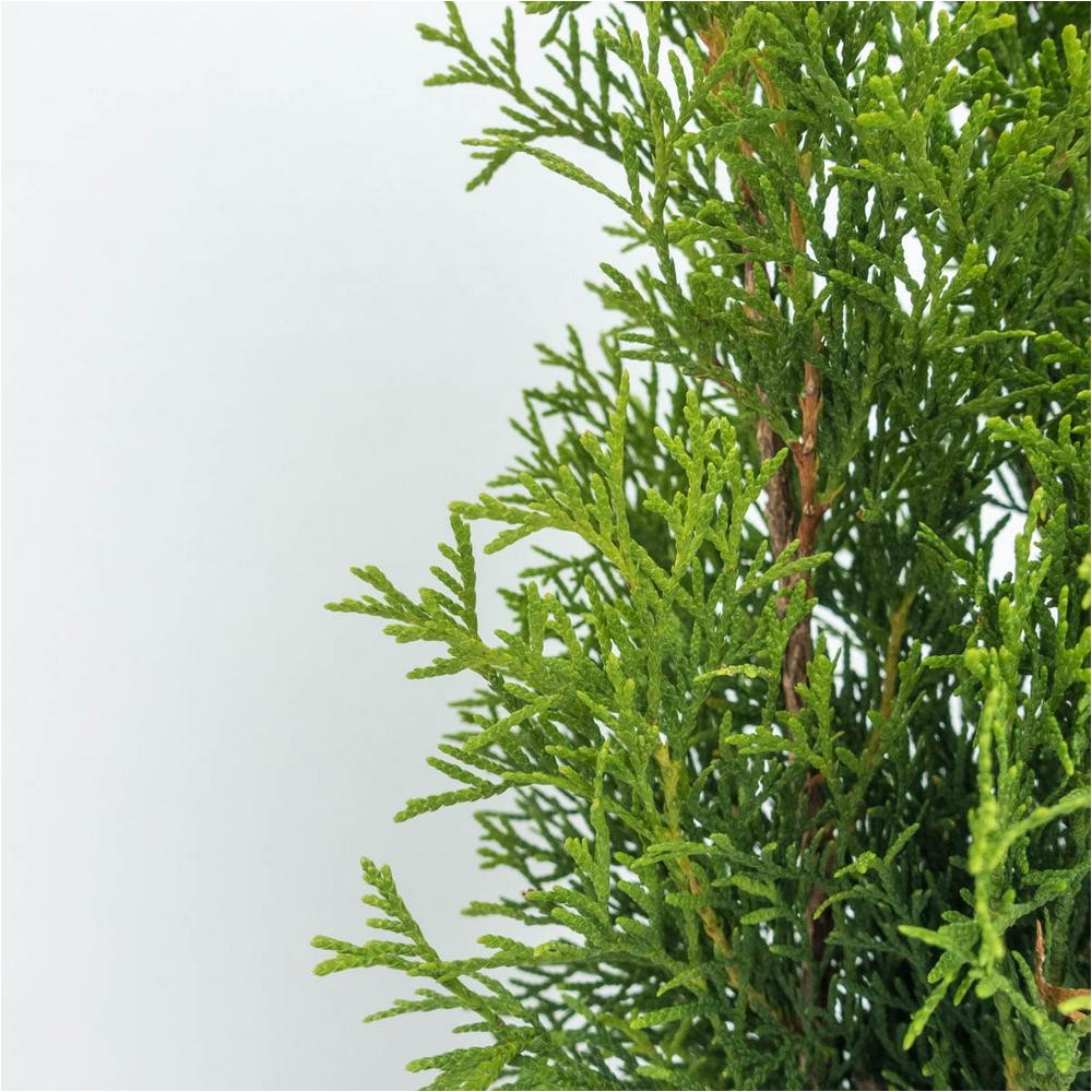 2 5 qt emerald green arborvitae thuja live evergreen plant green foliage