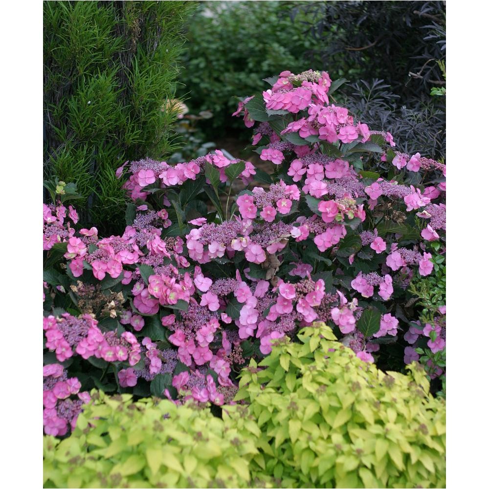 4 5 in qt tuff stuff reblooming mountain hydrangea live shrub blue