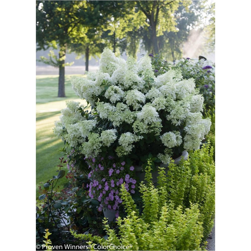 4 5 in qt bobo hardy hydrangea paniculata live shrub white to