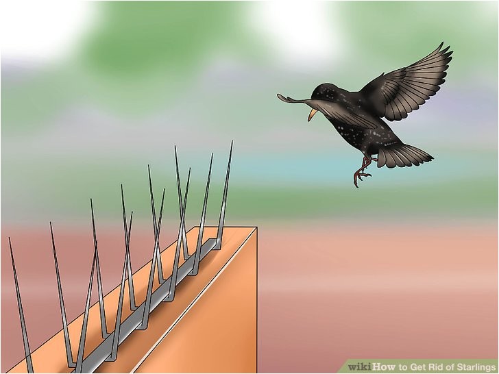 get rid of starlings