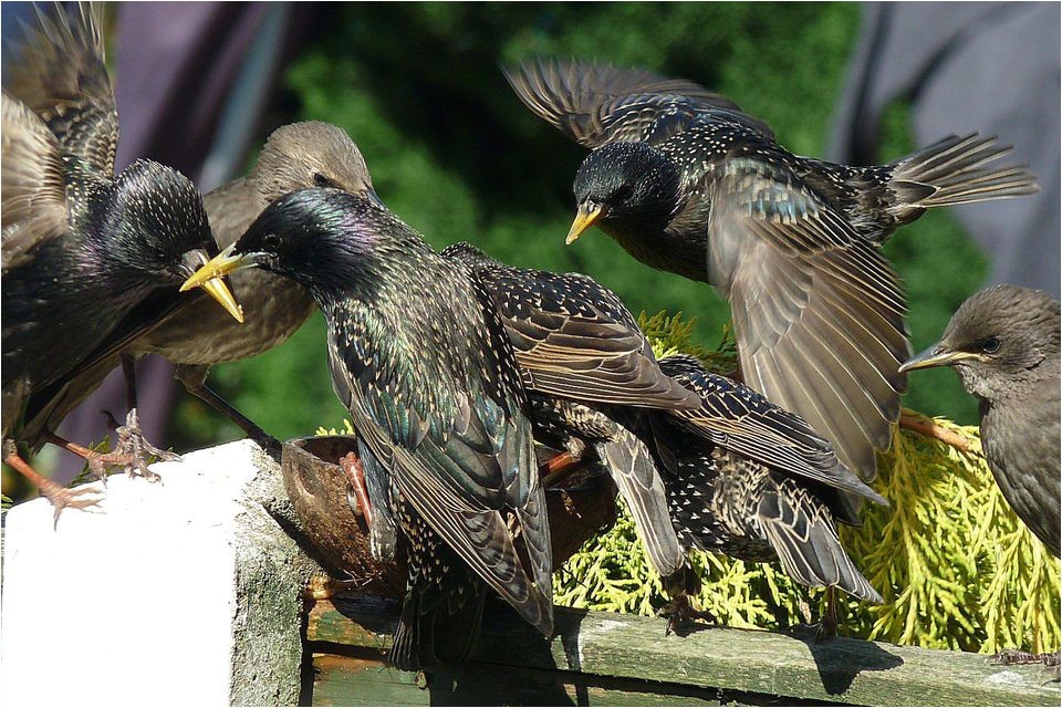 Getting Rid Of Starlings How to Get Rid Of Starlings Quick Tips