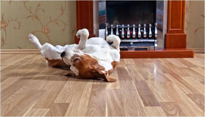 the best floors for your pet and your home 110217