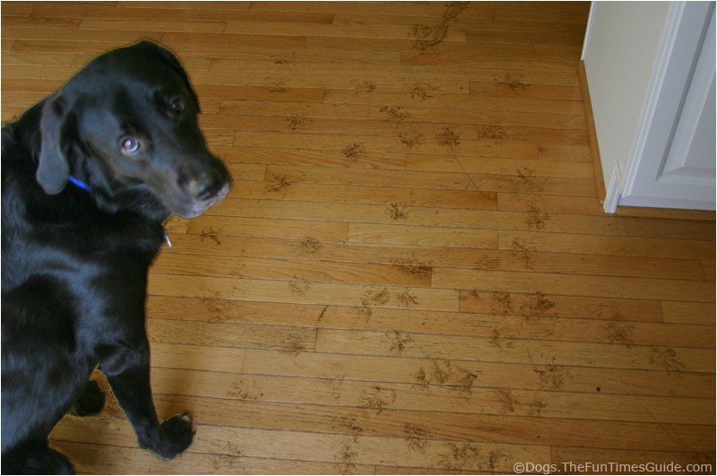 Good Wood Flooring for Dogs How to Protect Hardwood Floors From Dogs the Flooring