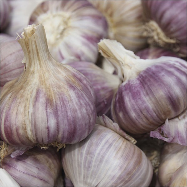 Hardneck Garlic Seed for Sale Garlic Seeds 100 Cloves Red Duke 10 Bulbs Ebay