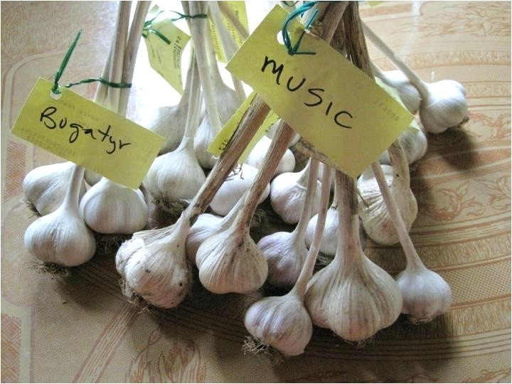 hardneck garlic seed for sale
