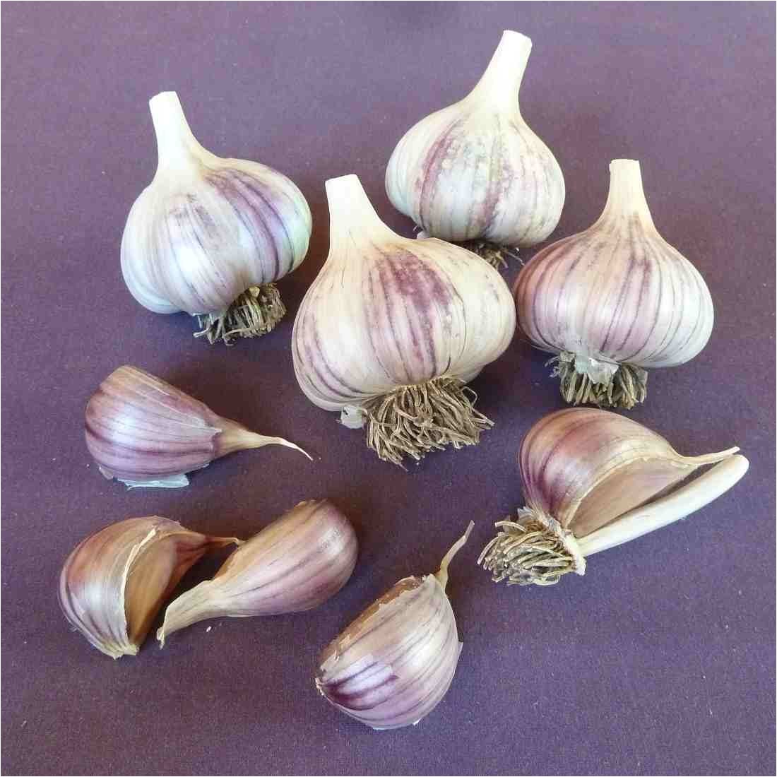 Hardneck Garlic Seed for Sale Online Store Seed Garlic for Sale Online Red Gate Garlic