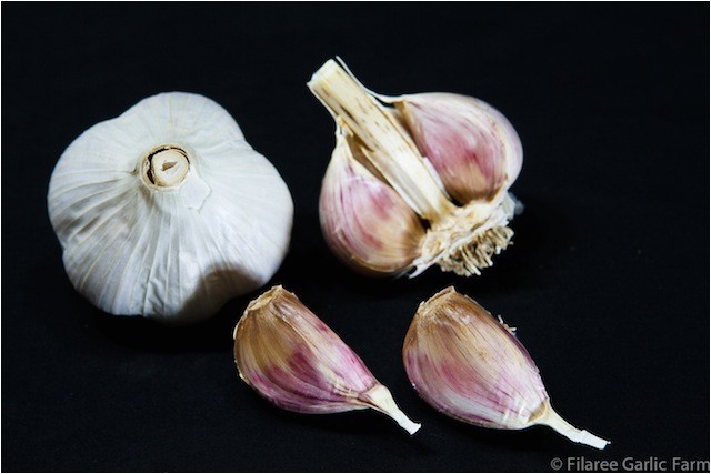 Hardneck Garlic Seed for Sale organic Seed Garlic for Sale by Filaree Garlic Farm