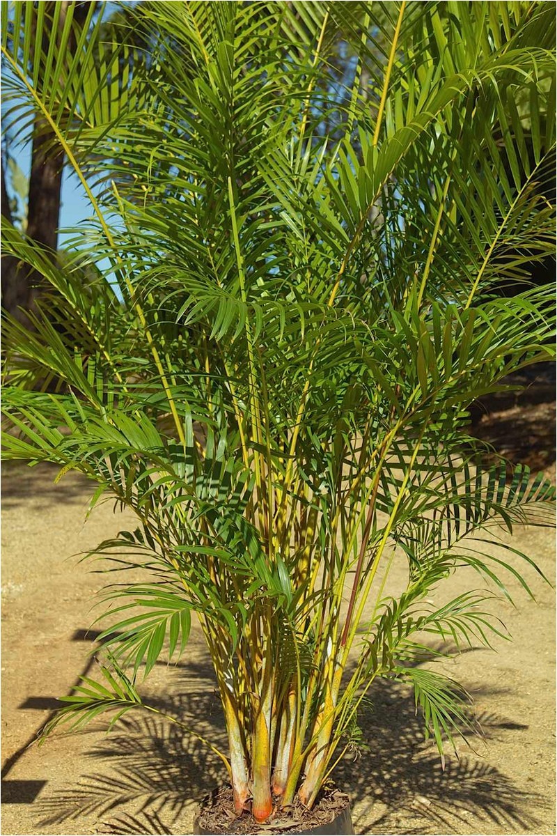 palms are wonderful indoors they are relatively low maintenance attract comparatively fewer pests and provide a truly natural and serene feel to your