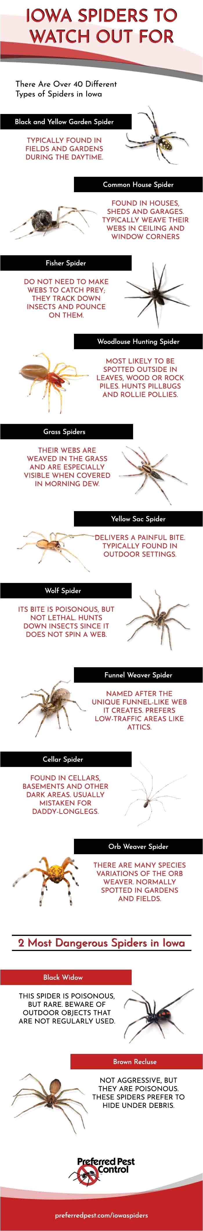 spiders in iowa infographic