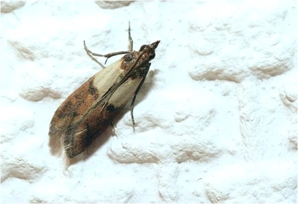 indian meal moth larvae in bedroom