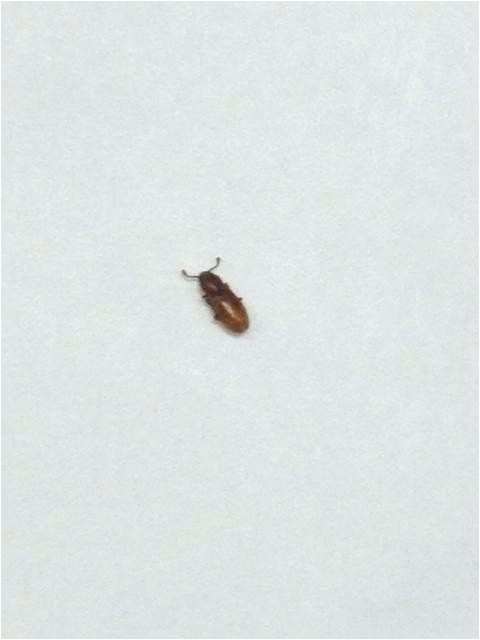 little brown beetles in bedroom