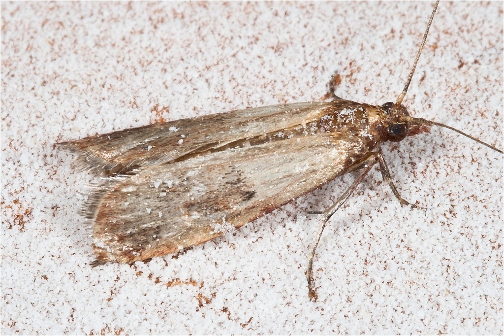 meal moths in bedroom