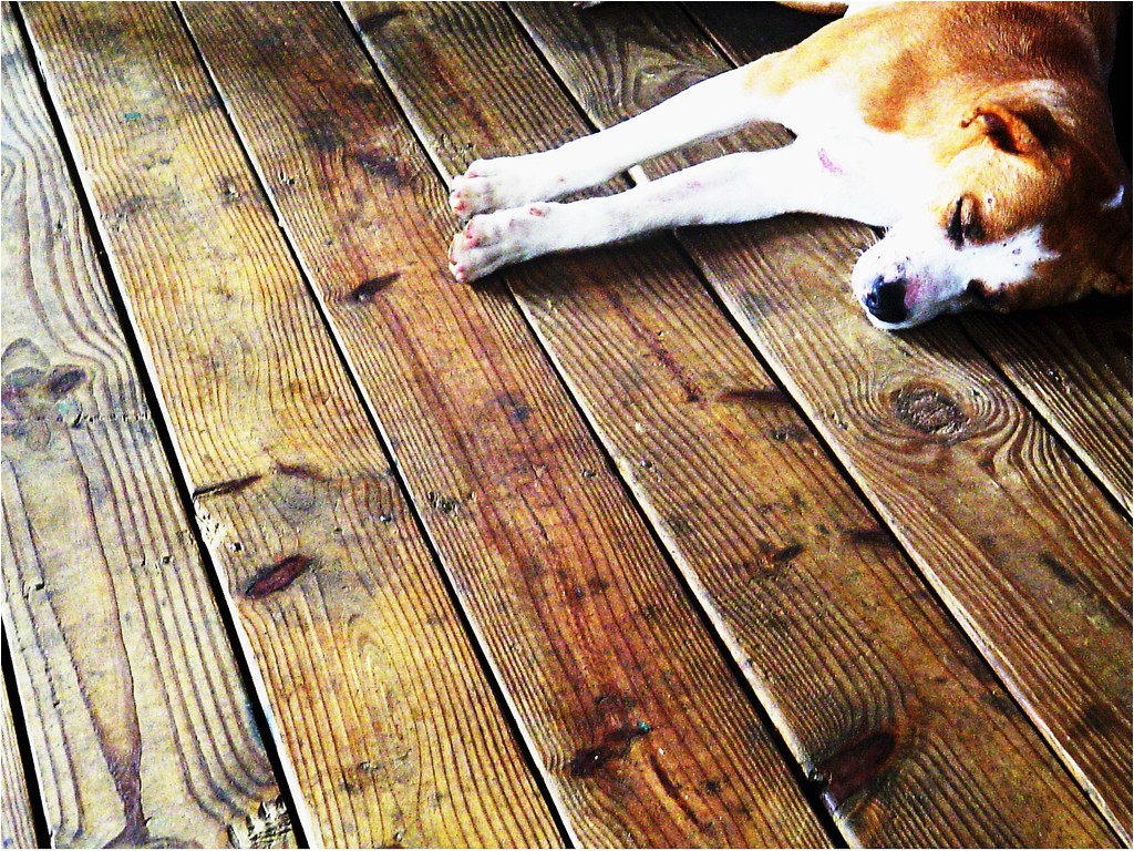 Laminate Flooring with Dogs Laminate Flooring Protect Laminate Flooring From Dogs