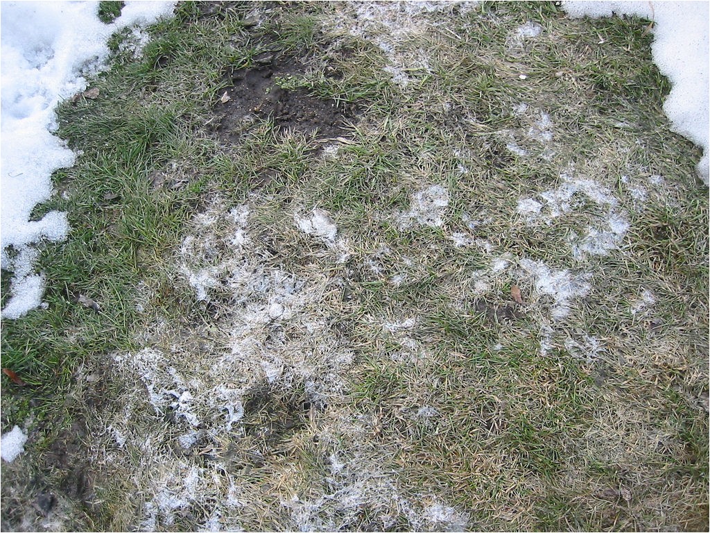 snow mold mitigation prevention