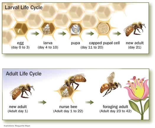 Lifespan Of A Bee Bee issues Pollinator org