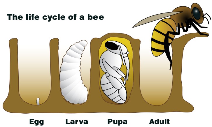 bees