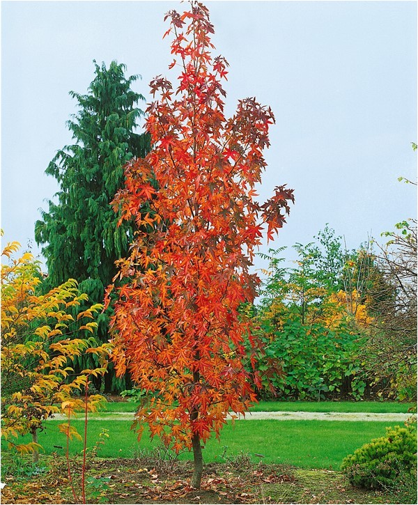 liquidambar styraciflua slender silhouette