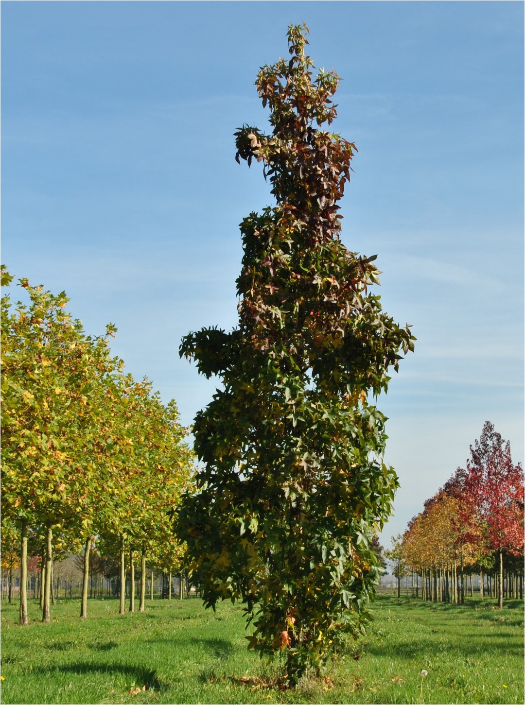 liquidambar styraciflua slender silhouette