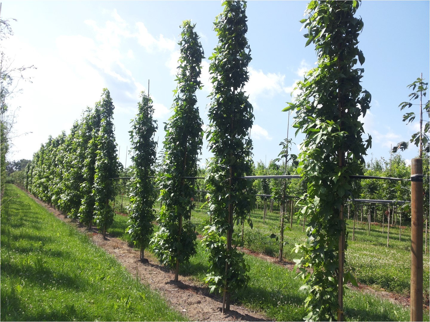 liquidambar styraciflua slender silhouette