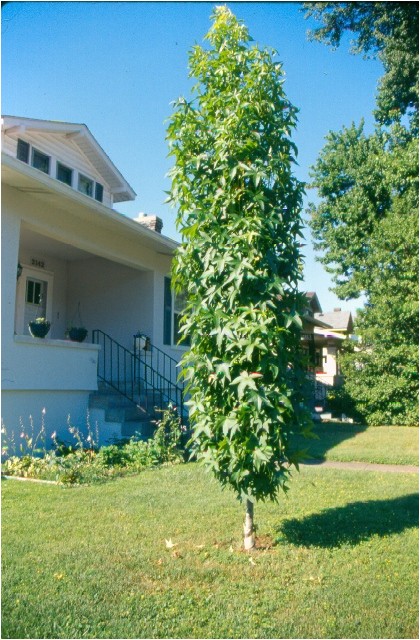 liquidambar styraciflua