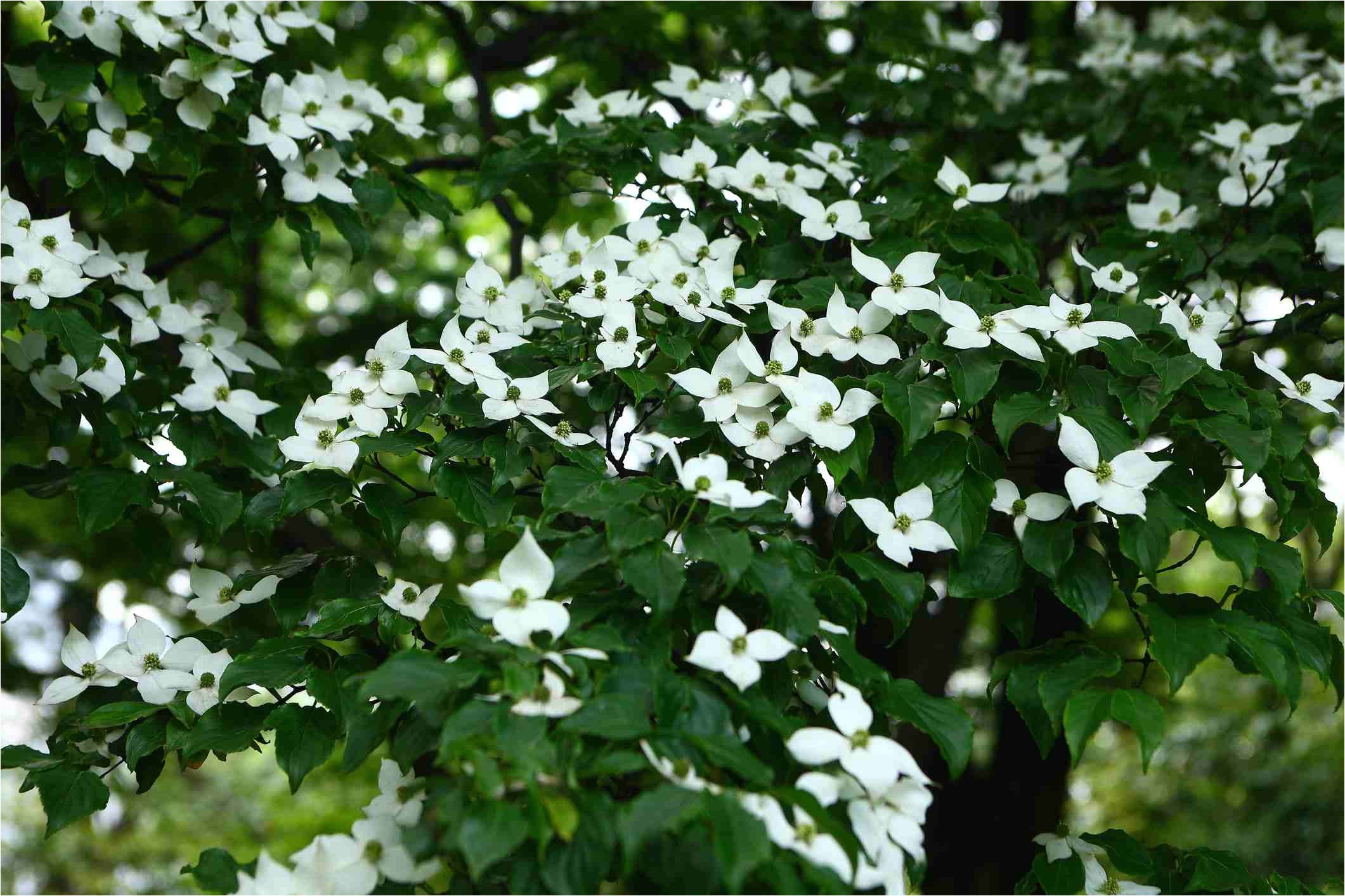 kousa dogwood gettyimages 119703207 58bedf495f9b58af5c5f5451 jpg