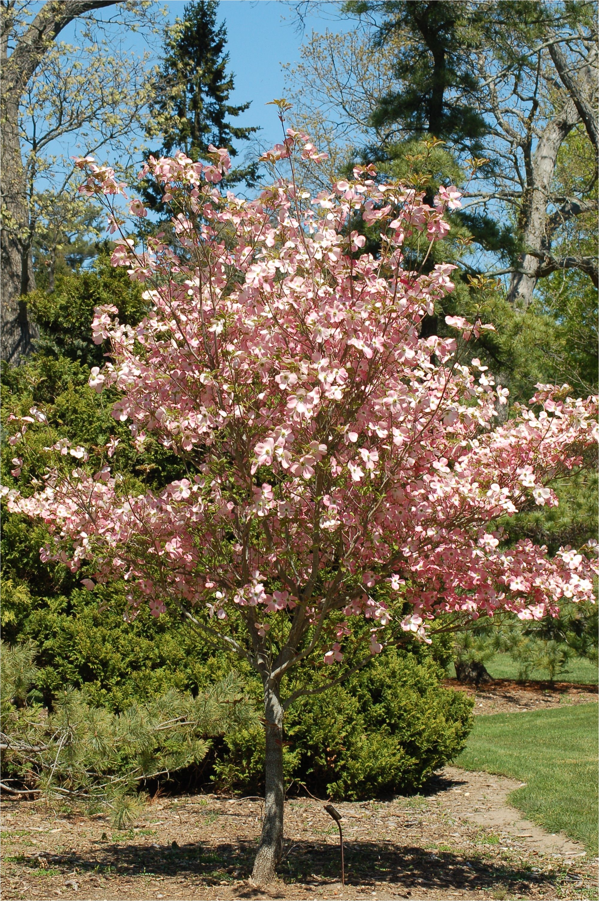 i photographed this japanese dogwood at the bayard cutting arboretum on long island ny