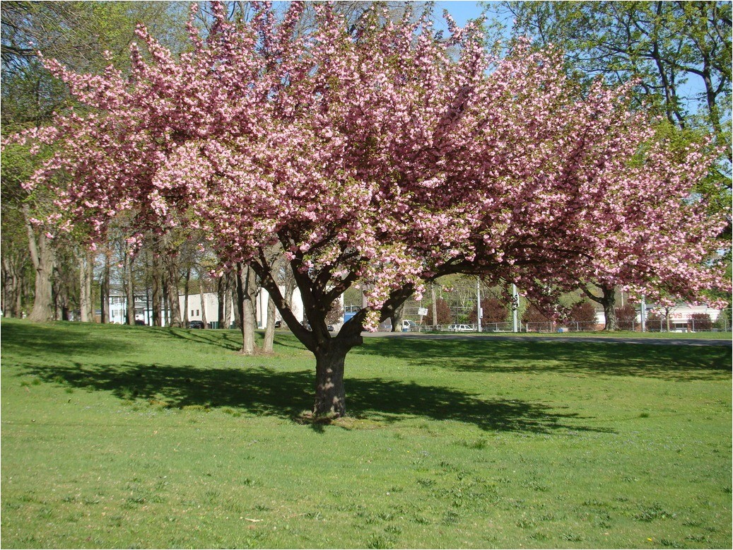 pink dogwood tree