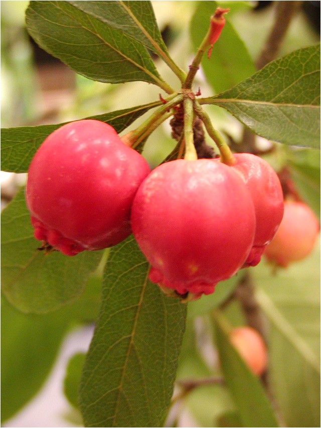 growing affinity mayhaw