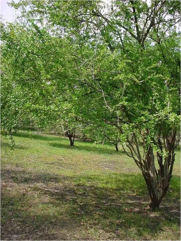 the drought and the mayhaw berries