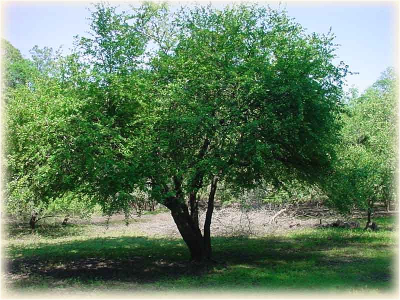 mayhaw tree 2