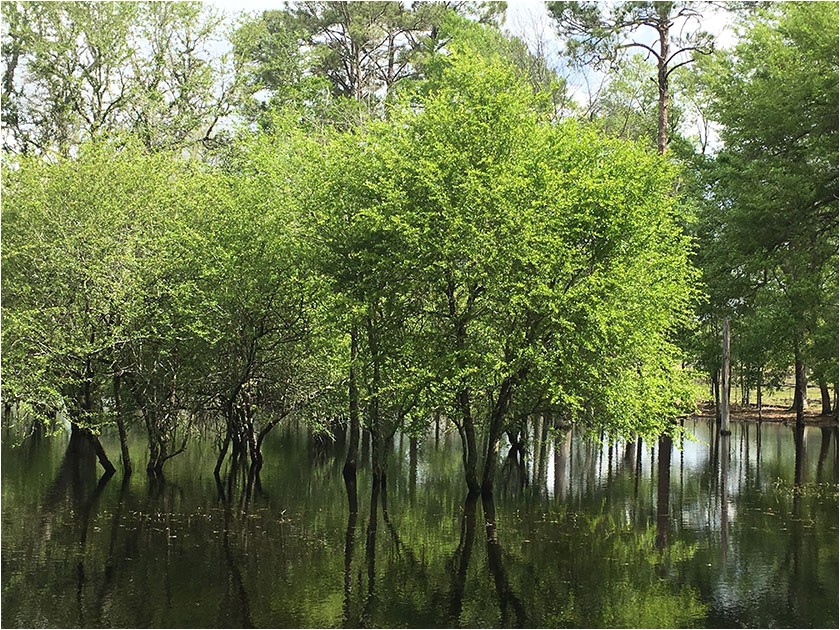 mayhaw berry trees for sale