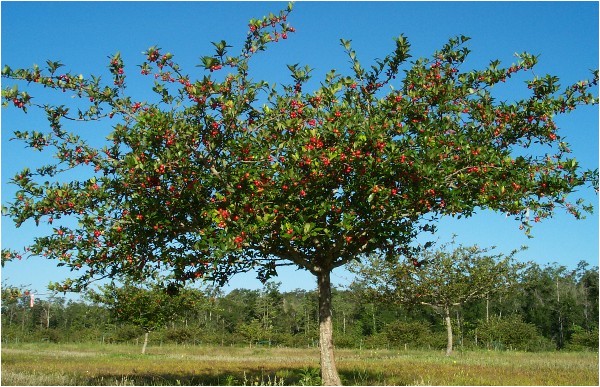 black friday mayhaw trees