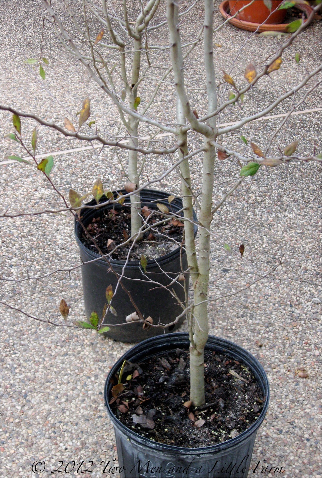 black friday mayhaw trees