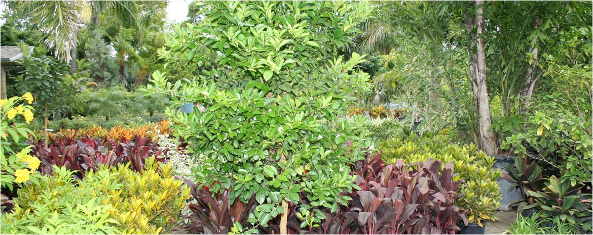 local nurseries plants trees wholesale