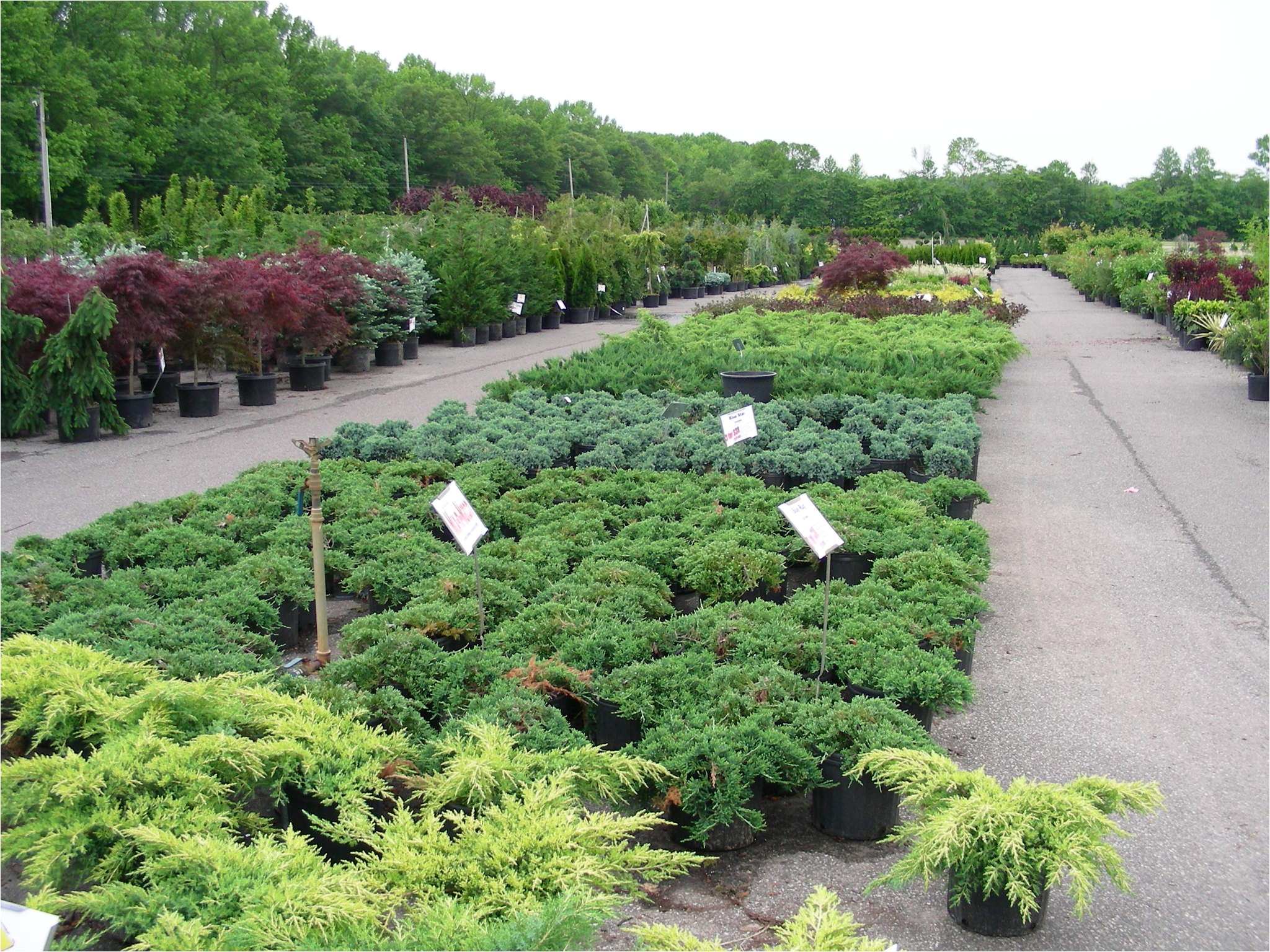 local nurseries plants trees wholesale