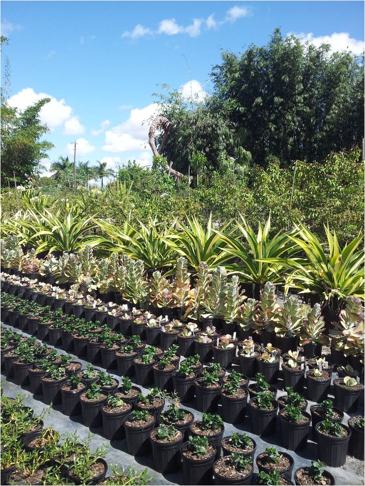 plant nursery wholesale