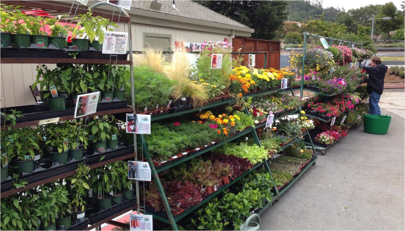 plant nursery wholesale