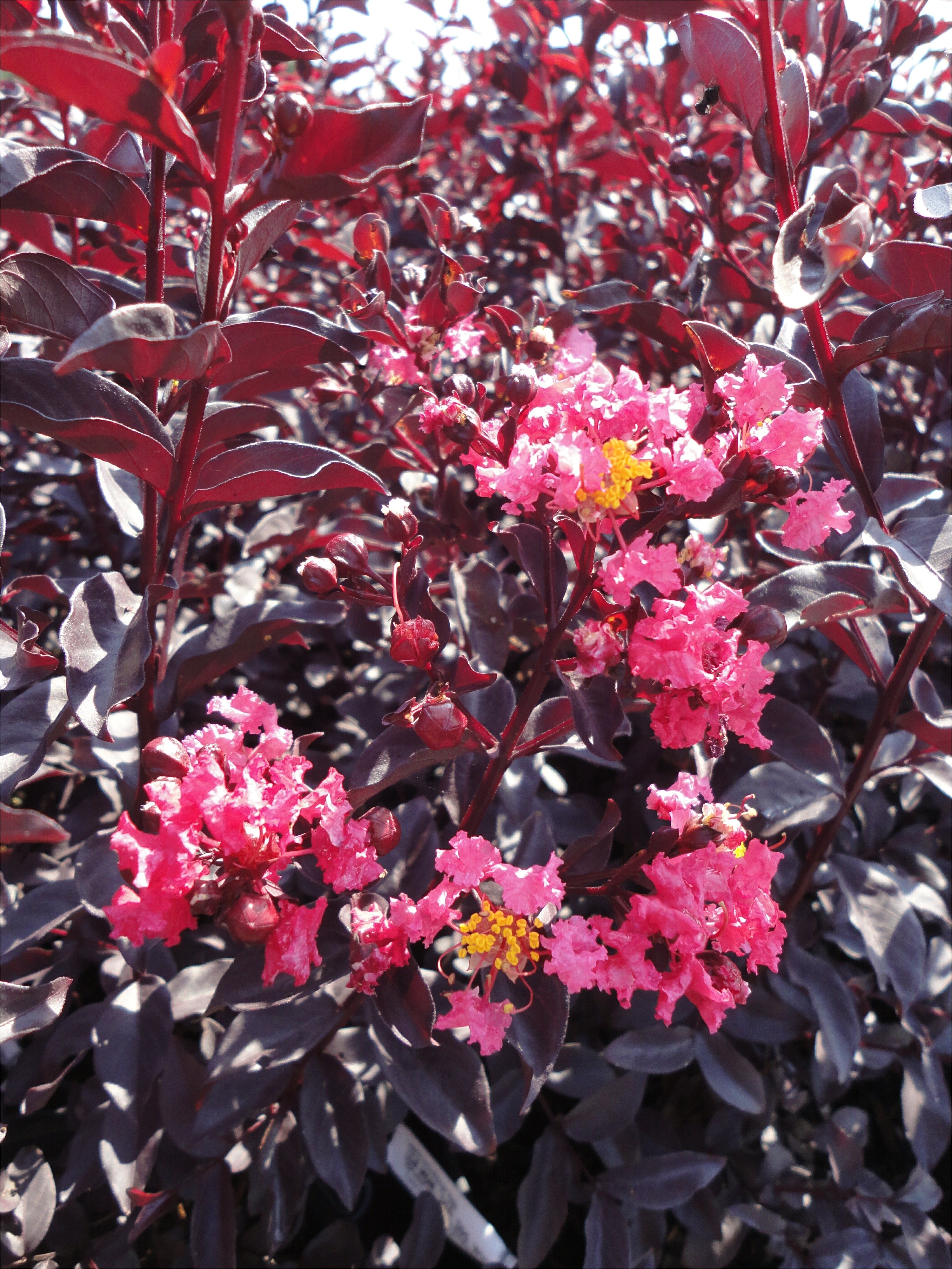 crape myrtle midnight magica