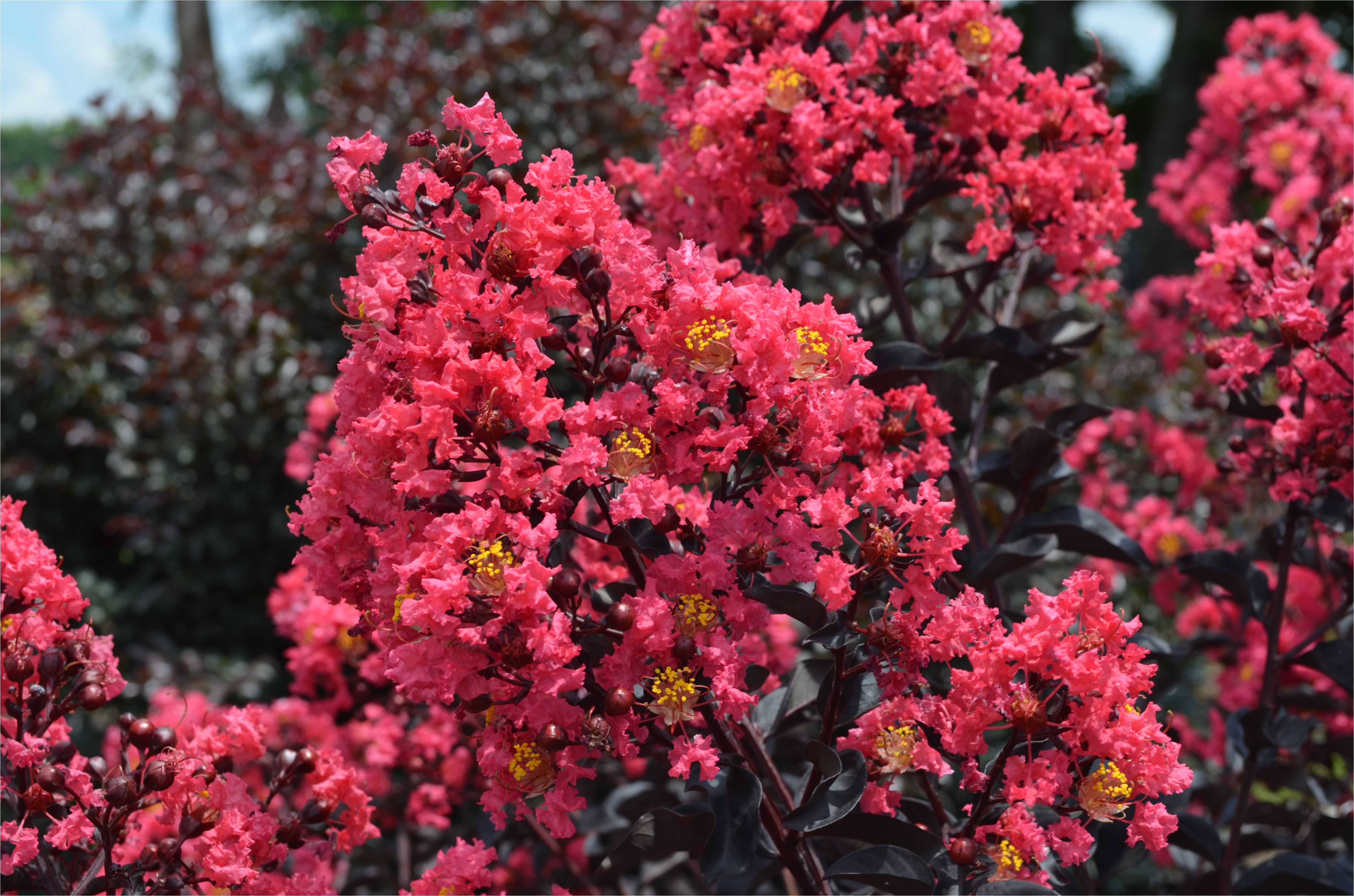 Midnight Magic Crape Myrtle First Editionsa Midnight Magica Crapemyrtle