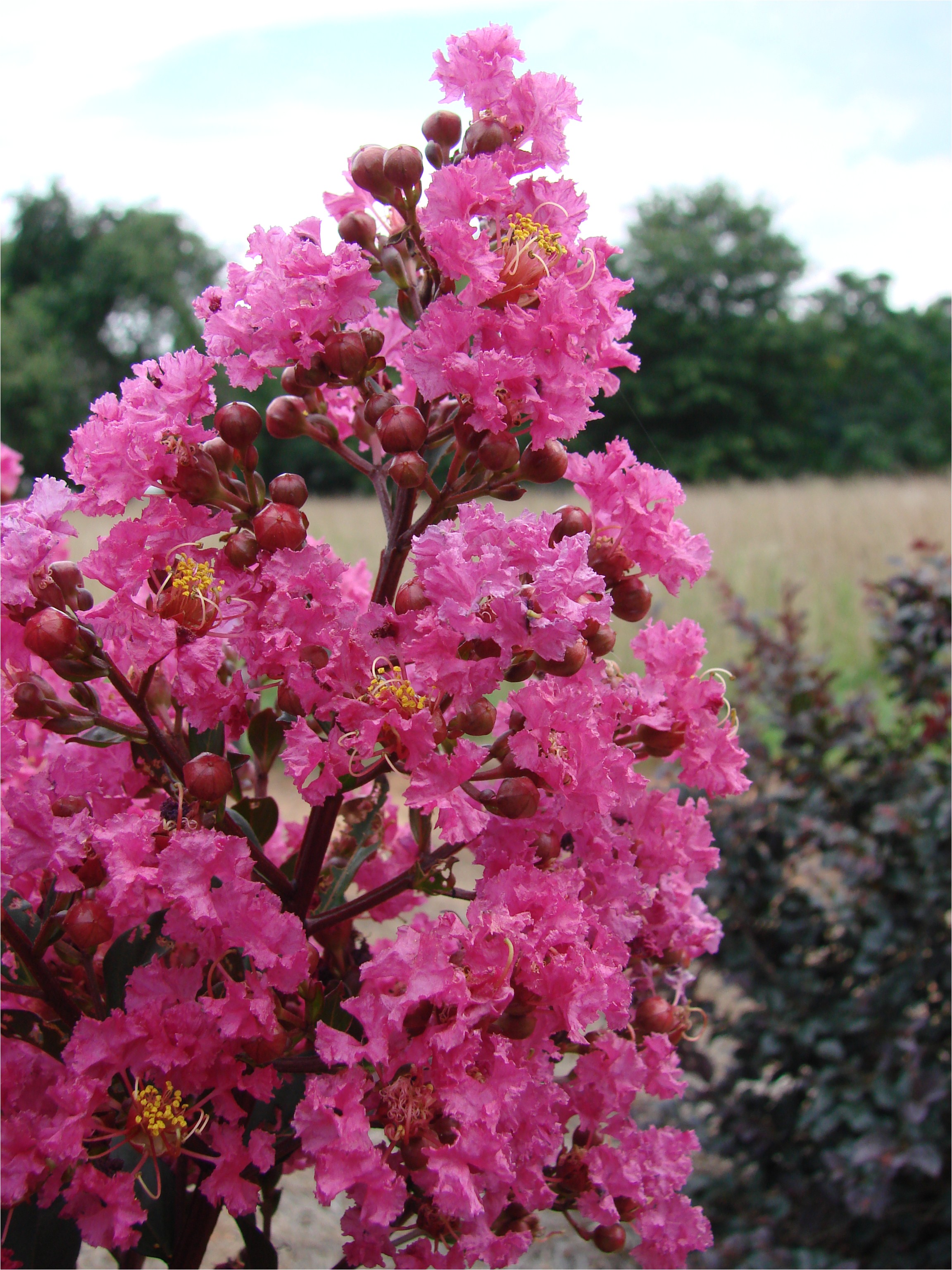 first editionsa plum magic crapemyrtle download as web ready