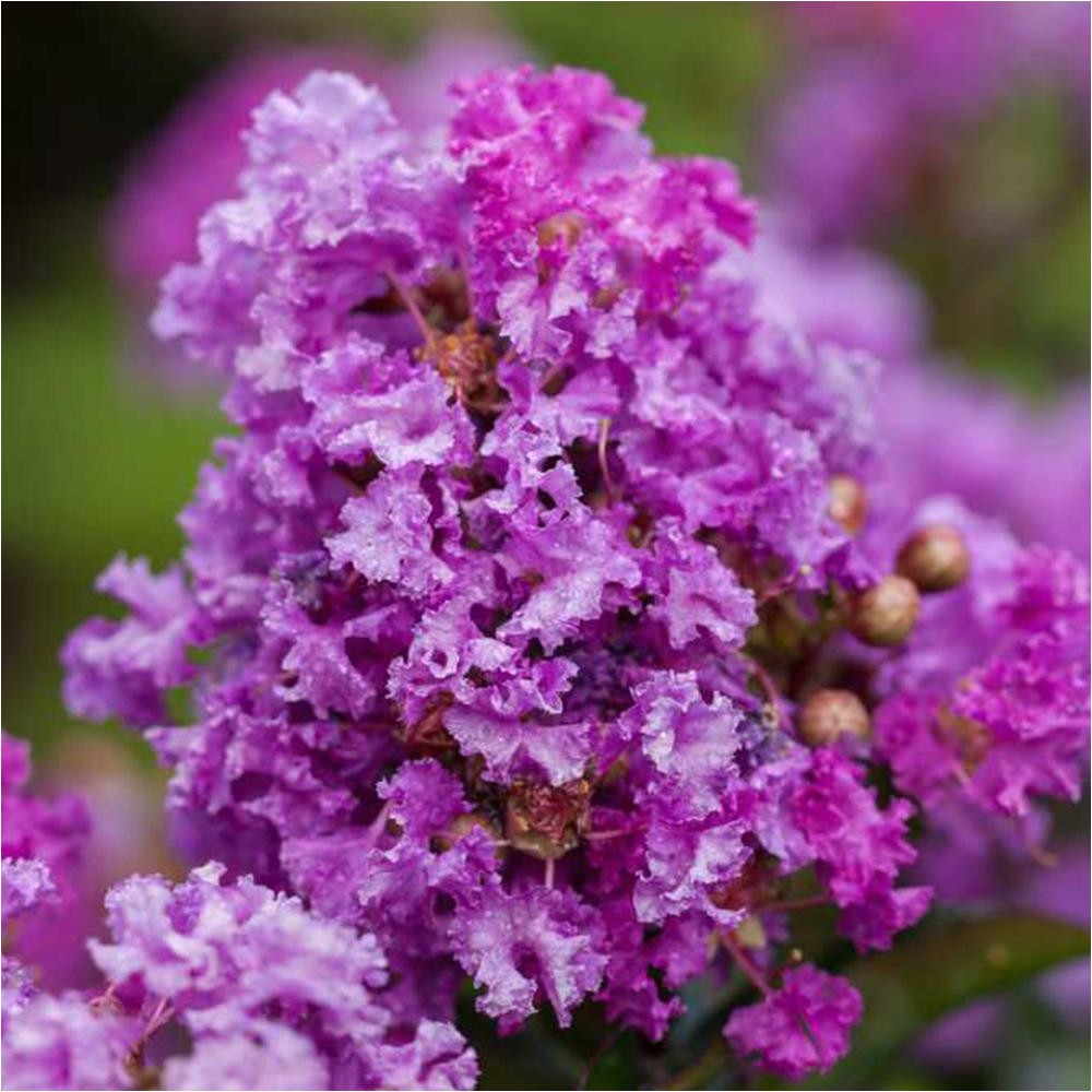 purple magic crape myrtle