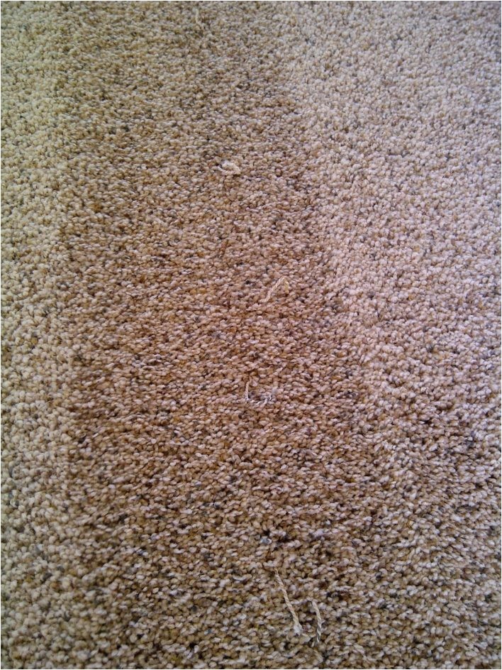 best vacuum for mohawk smartstrand silk carpet