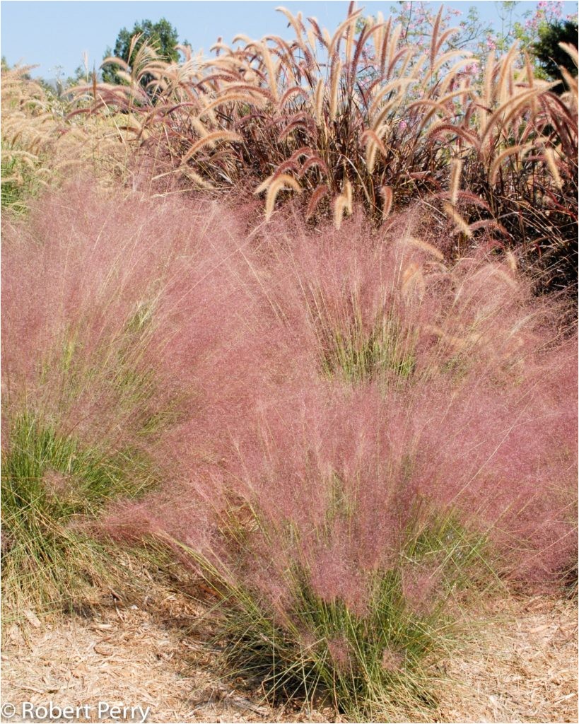 muhlenbergia capillaris regal mist 5