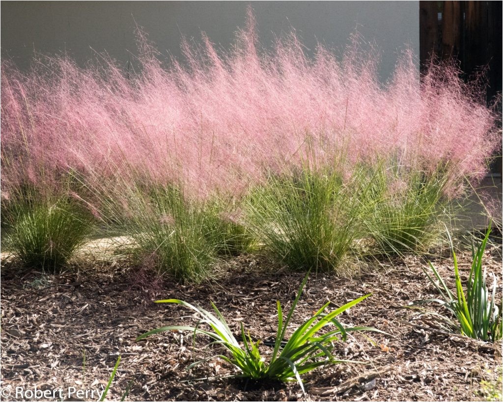 muhlenbergia capillaris regal mist 5