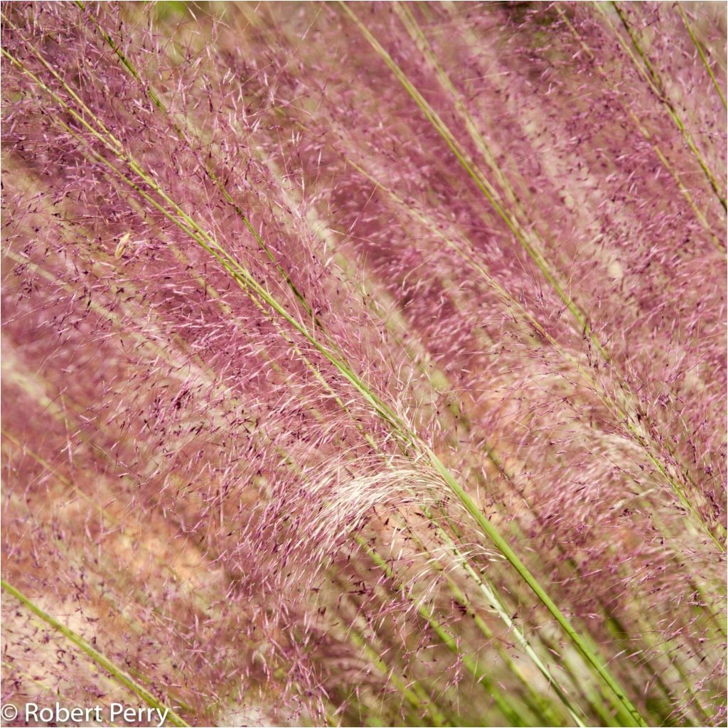 muhlenbergia capillaris regal mist 5