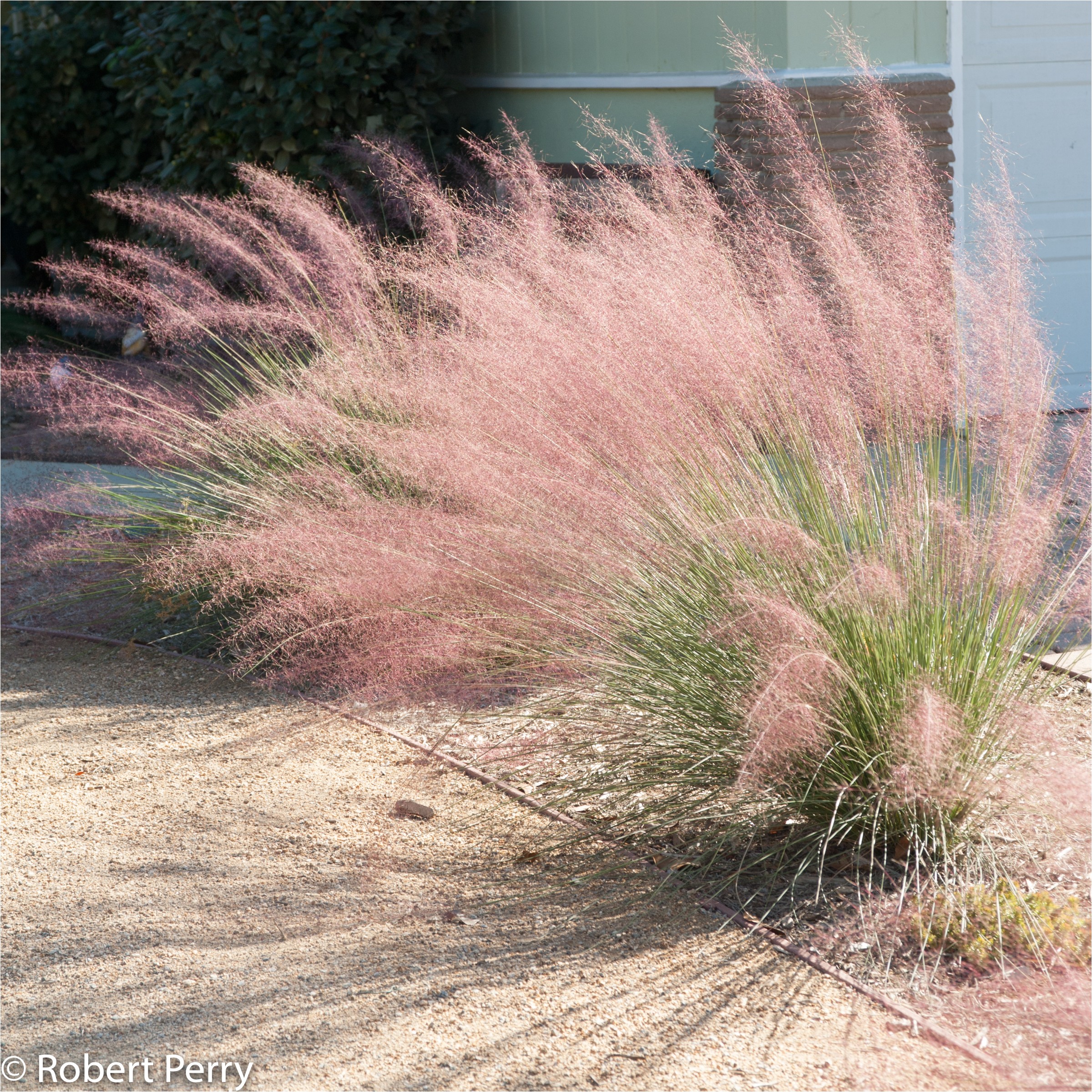 muhlenbergia capillaris regal mist 5